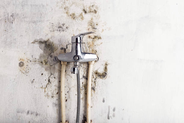 Best Black Mold Removal  in Boiling Springs, NC