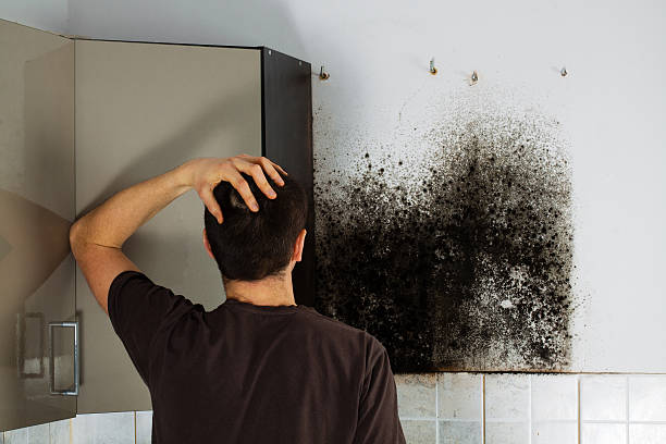 Best Mold Testing  in Boiling Springs, NC