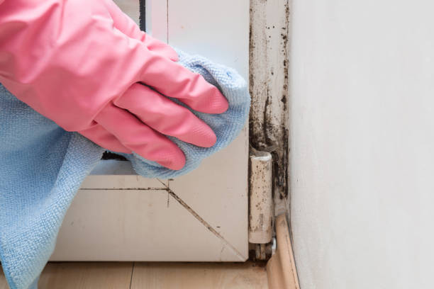 Certified Mold Removal in Boiling Springs, NC